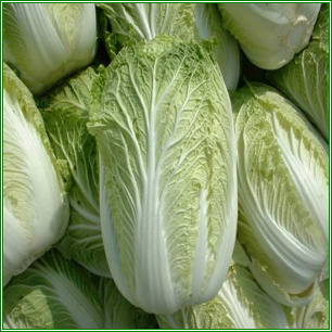最新大白菜种植技术揭秘，营养与健康益处全面解读