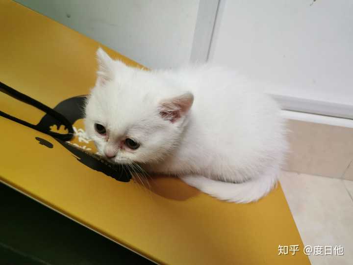 探索猫咪最新天地，一网打尽猫咪爱好者的全新领域！